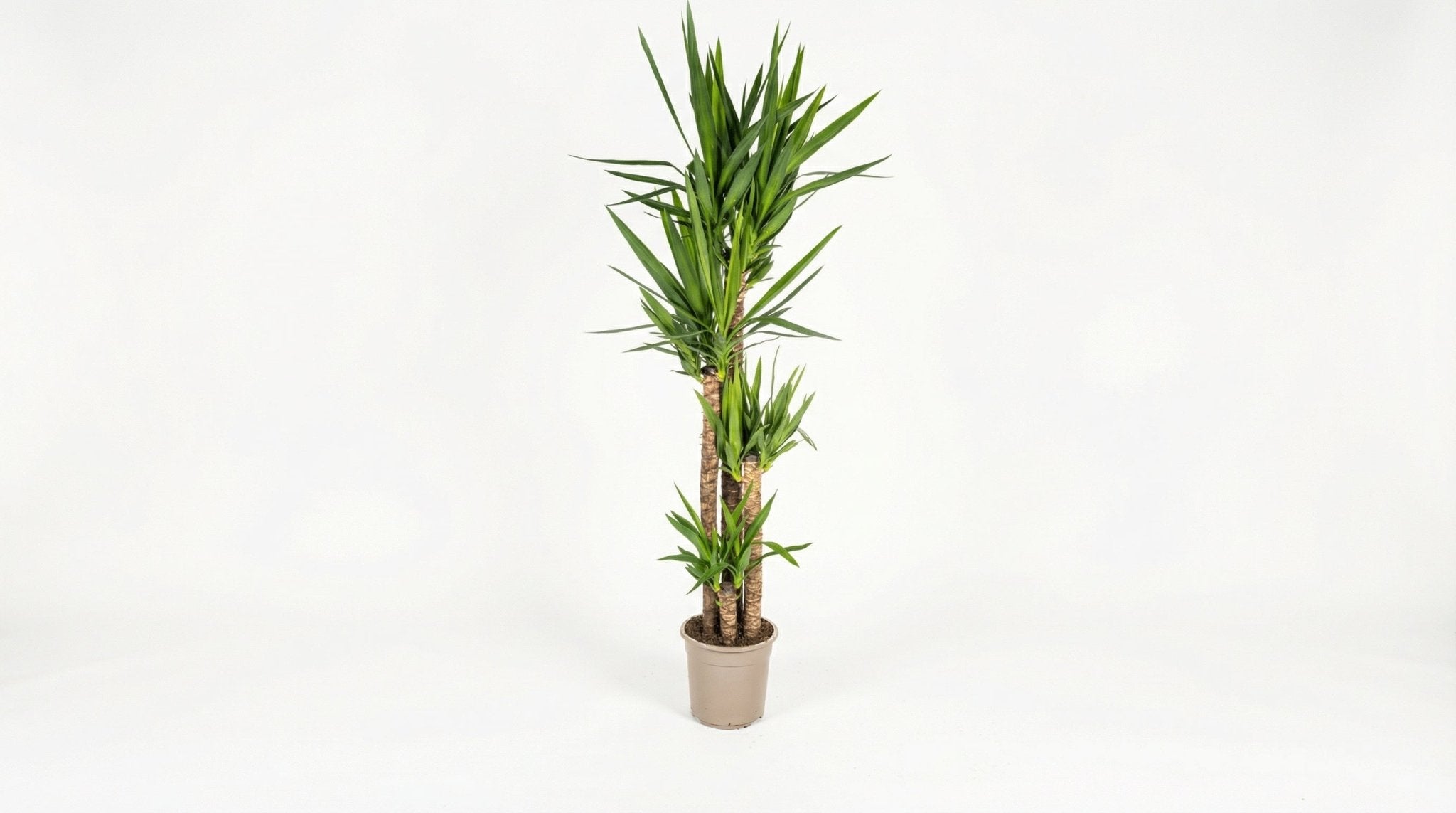 Yucca Elephantipes H 150 tot 170 cm - 45290 - PlantenShop24