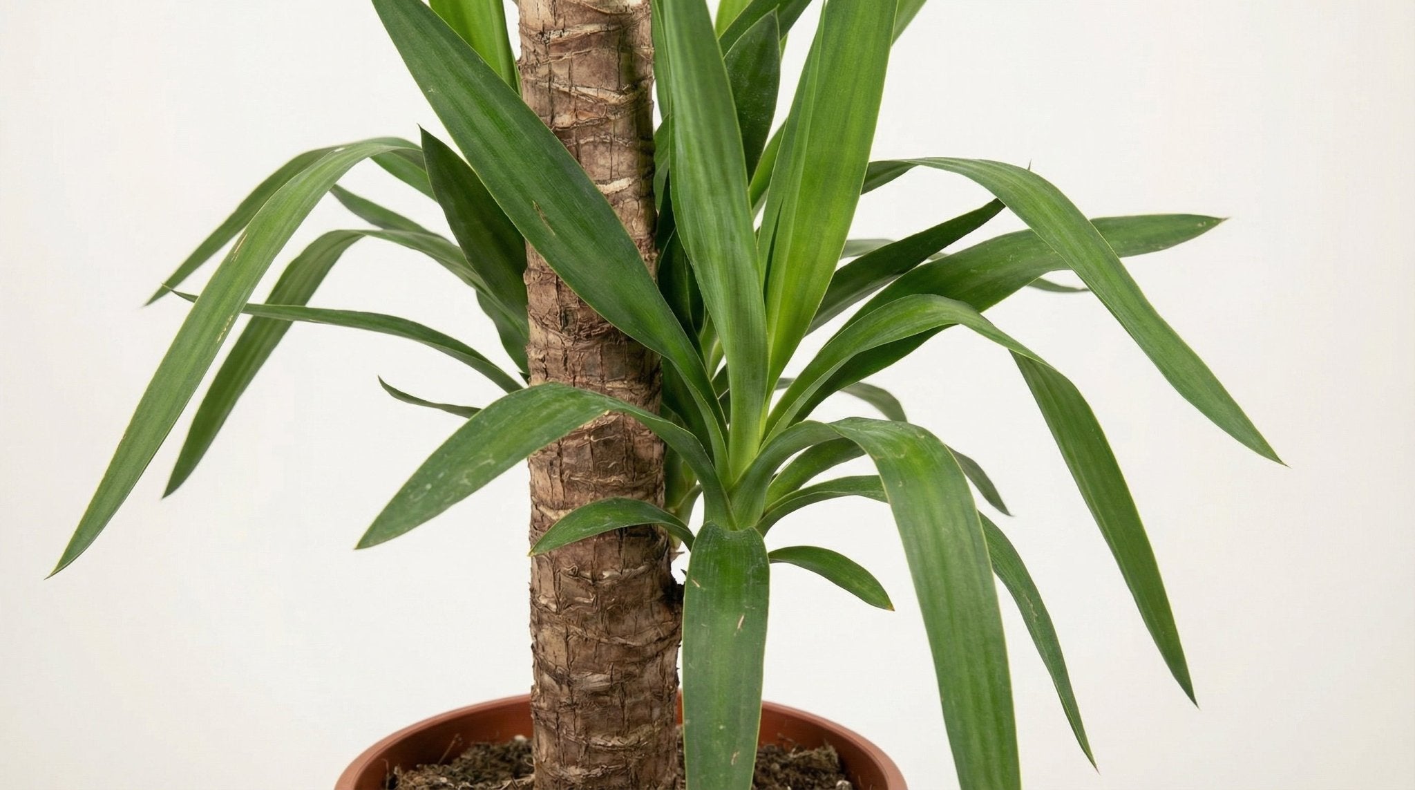Yucca Elephantipes H 60 tot 80 cm - 46293 - PlantenShop24