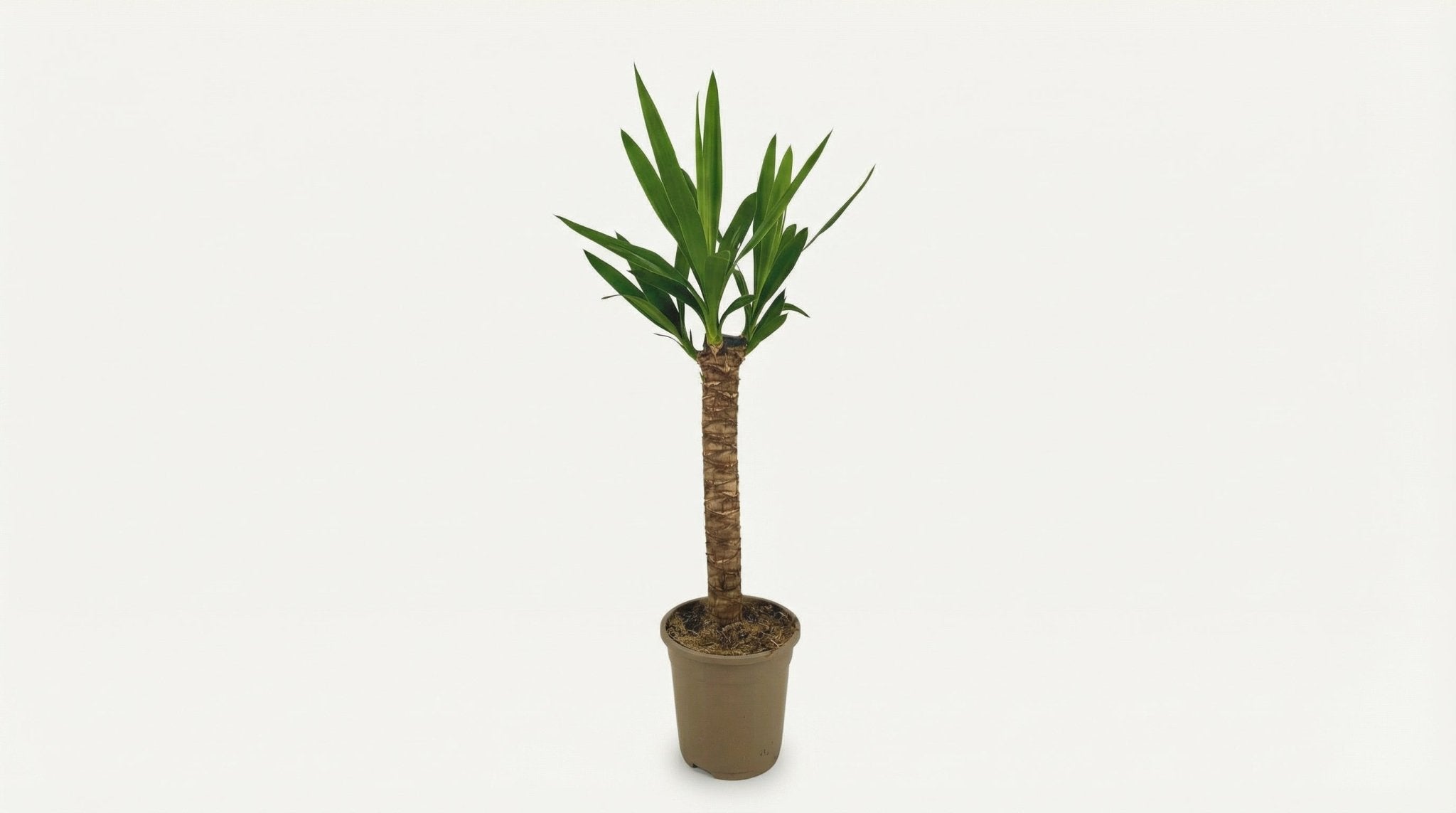 Yucca Elephantipes H 60 tot 80 cm - 46293 - PlantenShop24