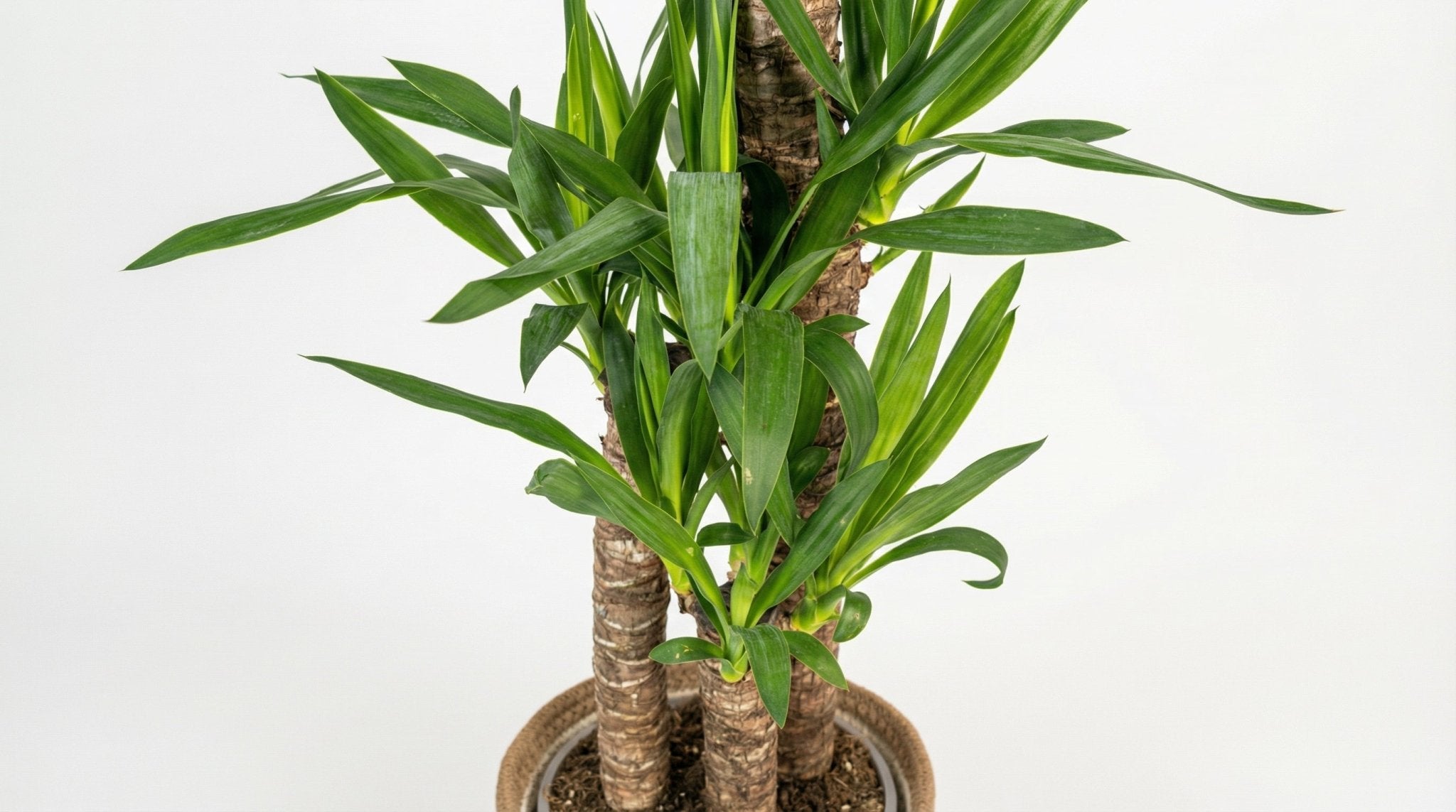 Yucca Elephantipes ('Met Mand') P 21 H 90 tot 110 cm - 48782 - PlantenShop24