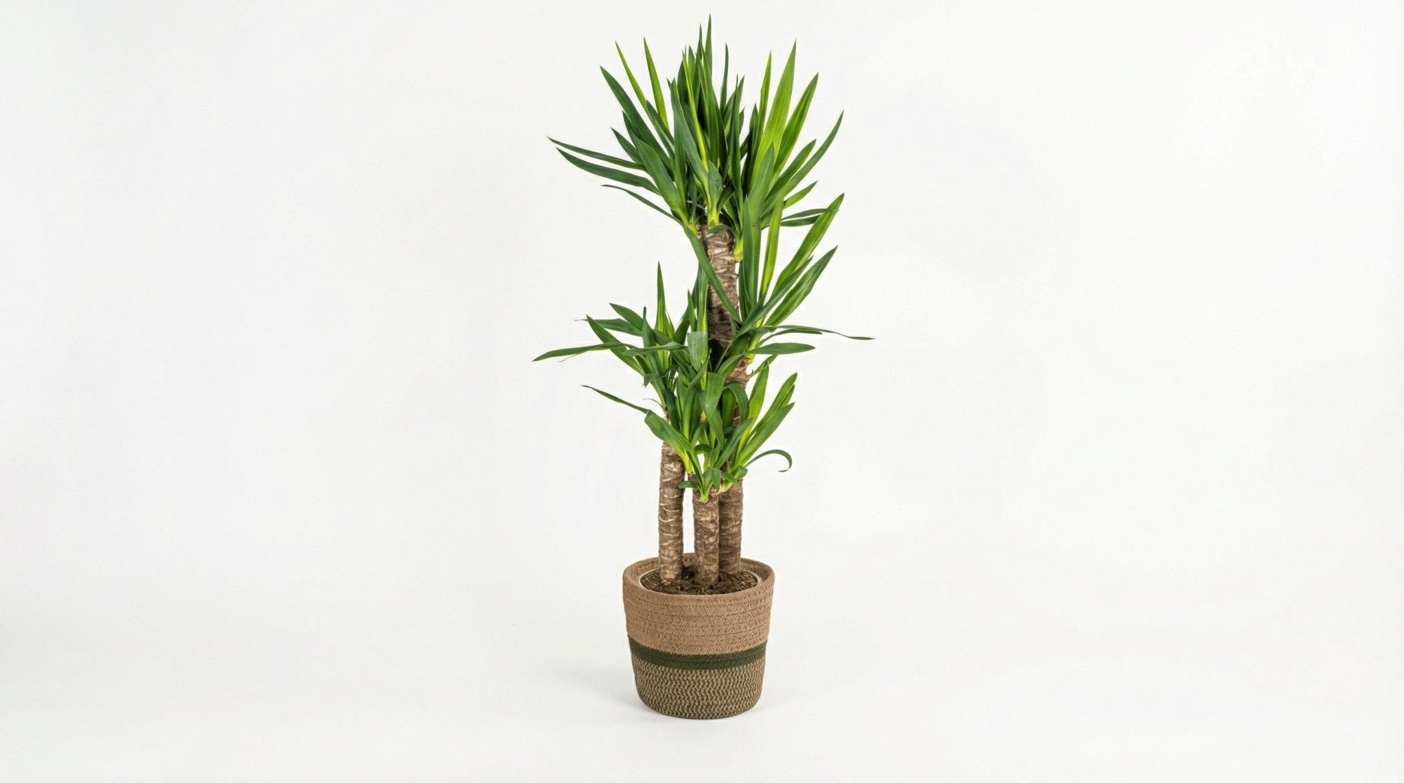 Yucca Elephantipes ('Met Mand') P 21 H 90 tot 110 cm - 48782 - PlantenShop24