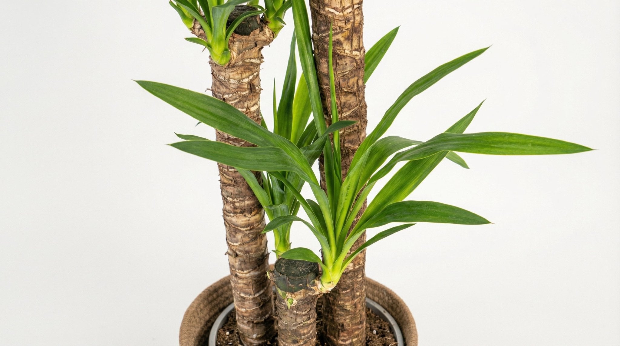 Yucca Elephantipes 'Met' 'Mand' (plant met pot) P 24 H 120 tot 140 cm - 48784 - PlantenShop24
