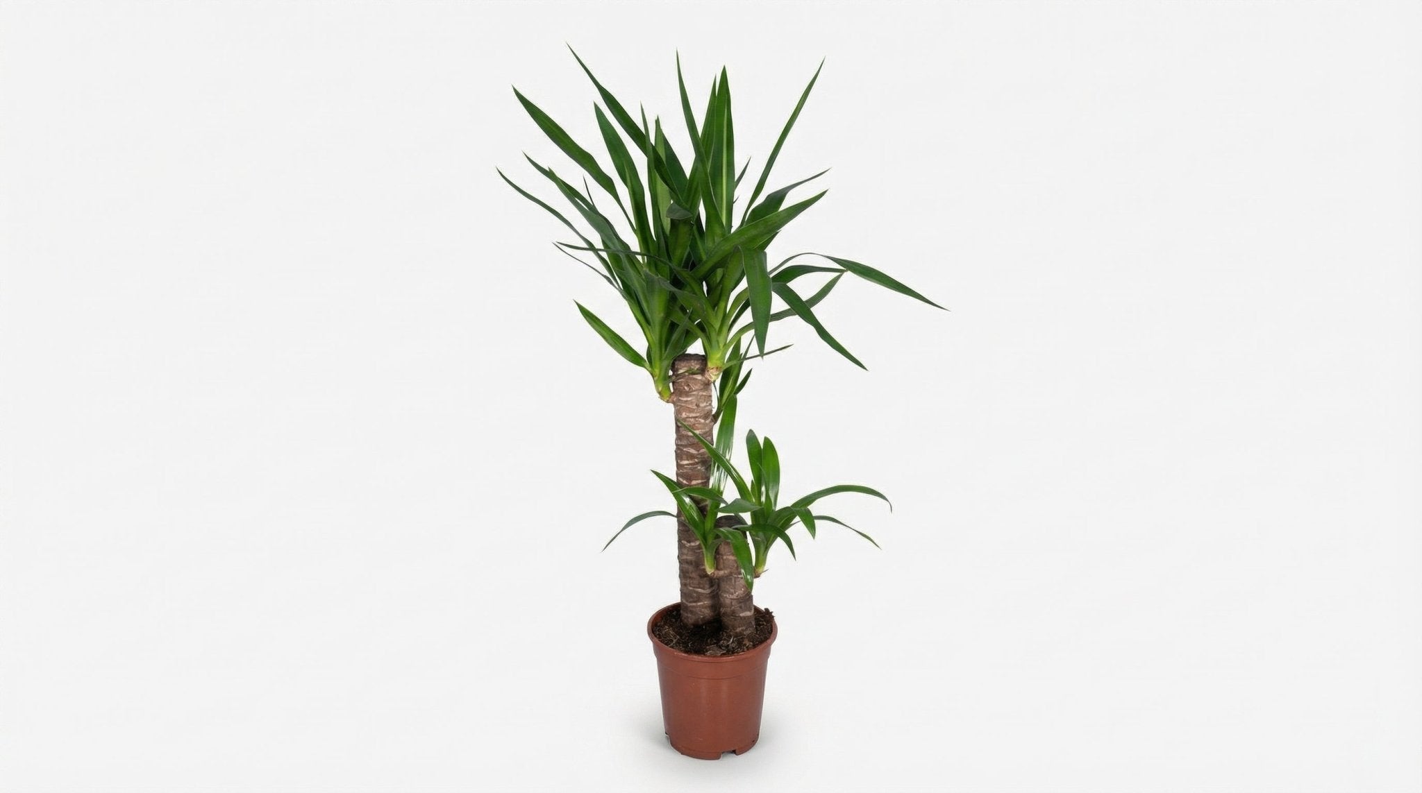 Yucca Elephantipes P 17 H 85 cm - 3020 - PlantenShop24