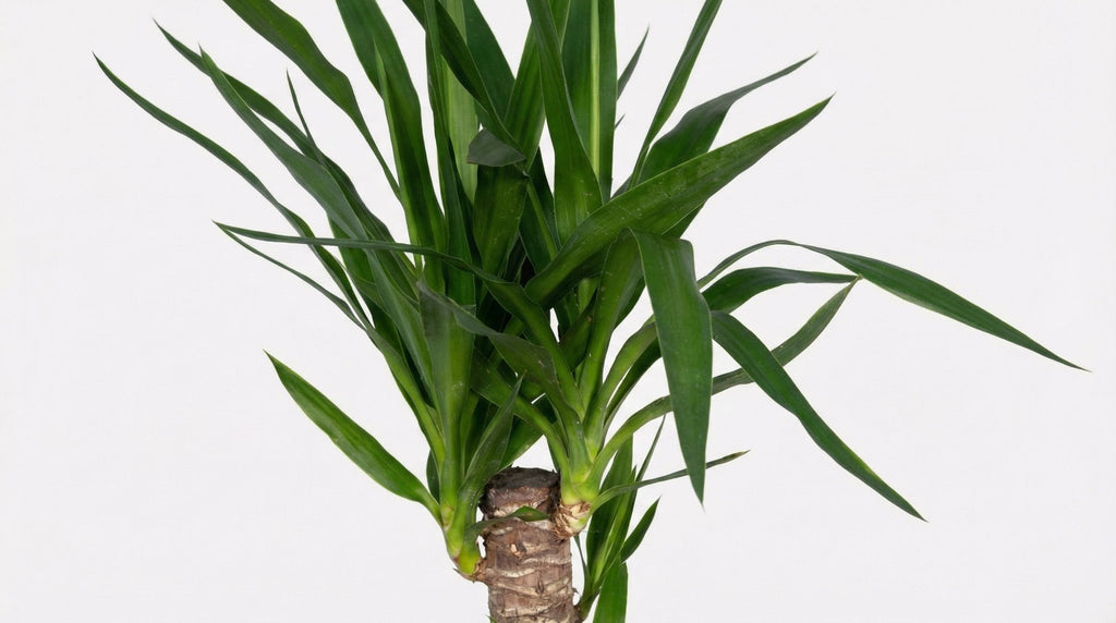 Yucca Elephantipes P 17 H 85 cm - 3020 - PlantenShop24