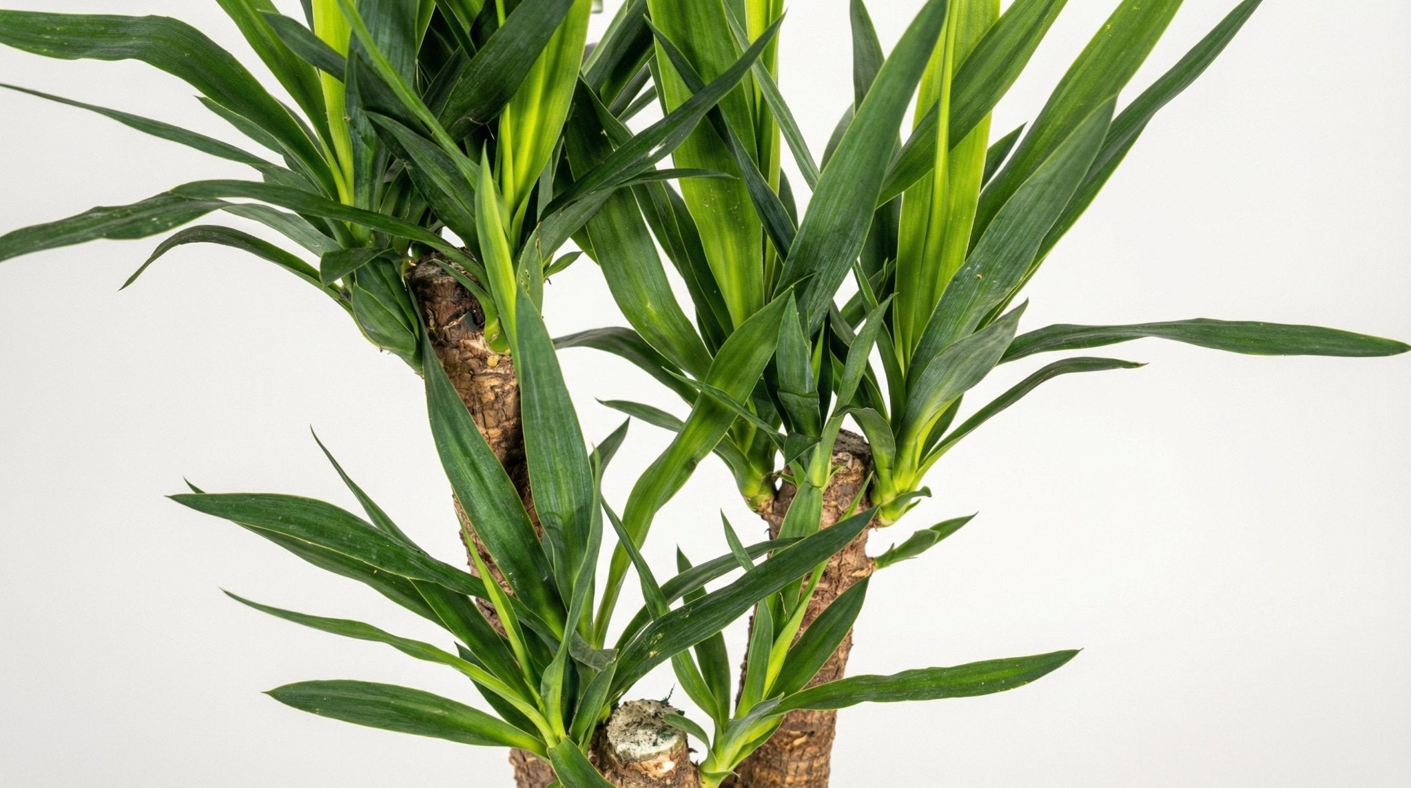 Yucca Elephantipes 'Vertakt' (met mand) P 21 H 60 tot 70 cm - 48763 - PlantenShop24