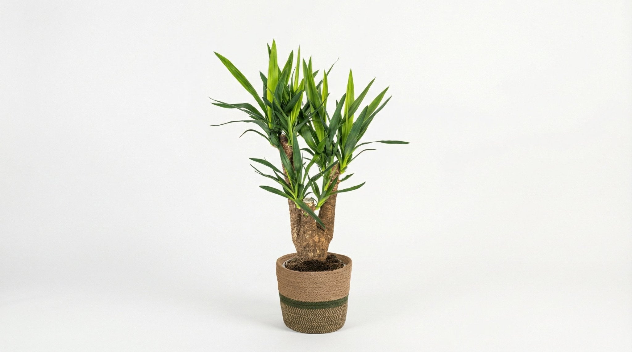 Yucca Elephantipes 'Vertakt' (met mand) P 21 H 60 tot 70 cm - 48763 - PlantenShop24