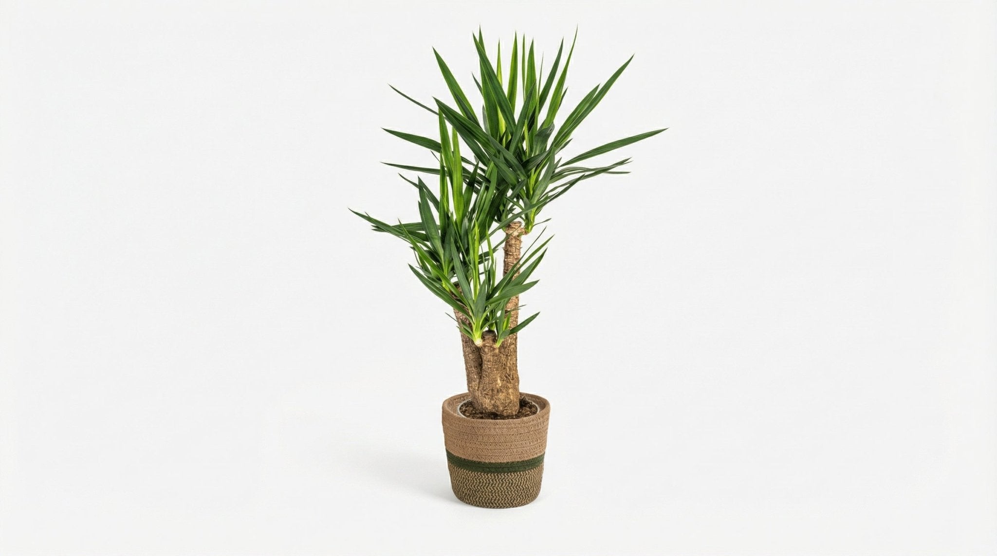 Yucca Elephantipes 'Vertakt' ('Met' 'Mand') P 24 H 80 tot 100 cm - 48769 - PlantenShop24