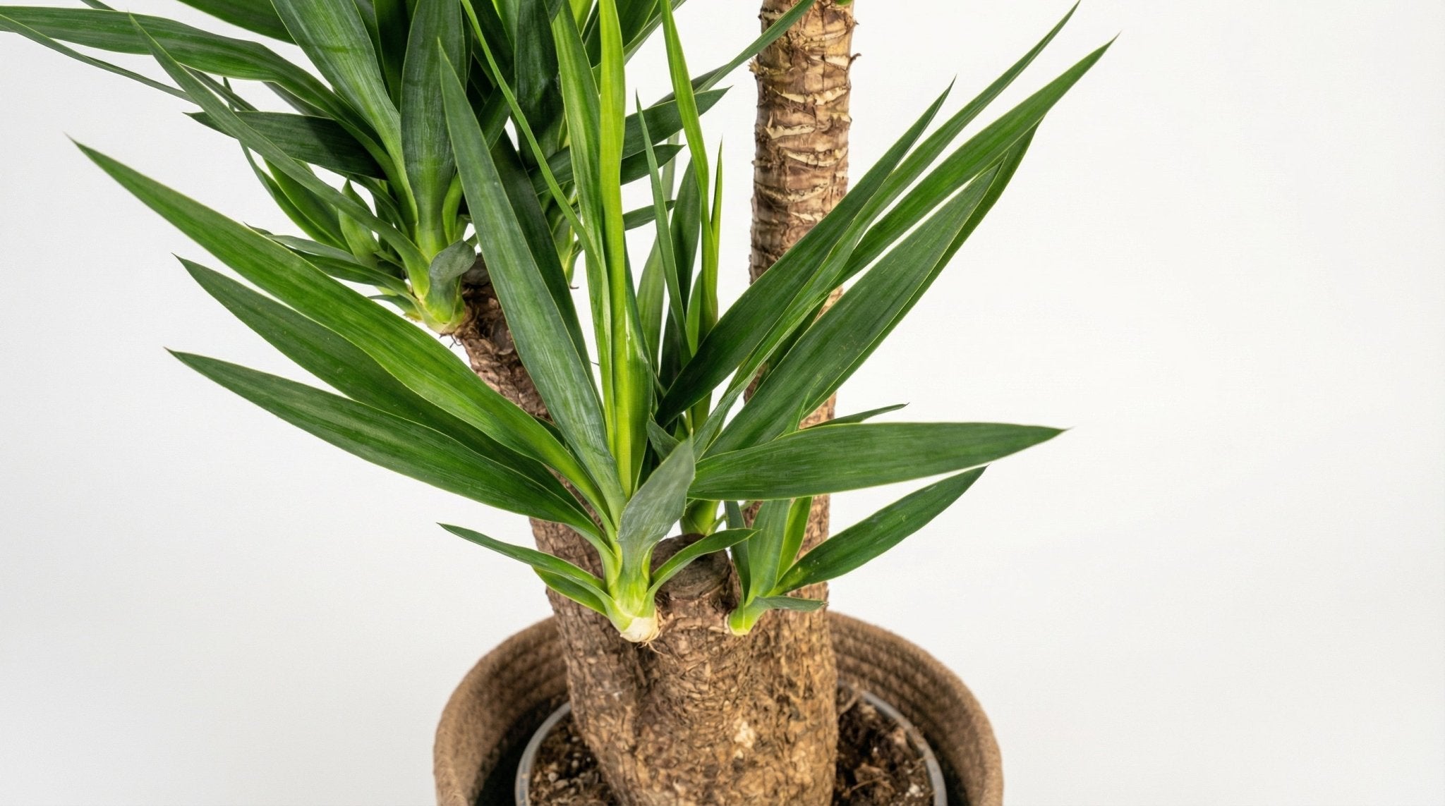 Yucca Elephantipes 'Vertakt' ('Met' 'Mand') P 24 H 80 tot 100 cm - 48769 - PlantenShop24
