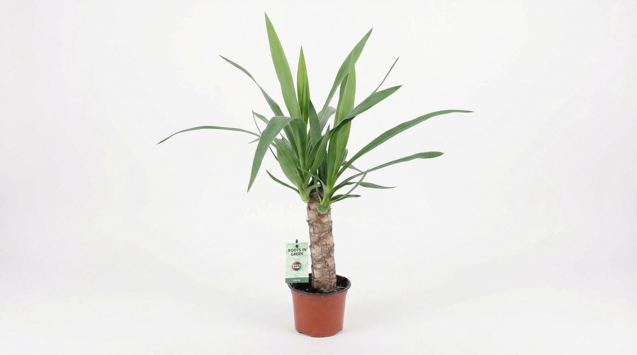 Yucca P 12 H 50 cm - 20659 - PlantenShop24