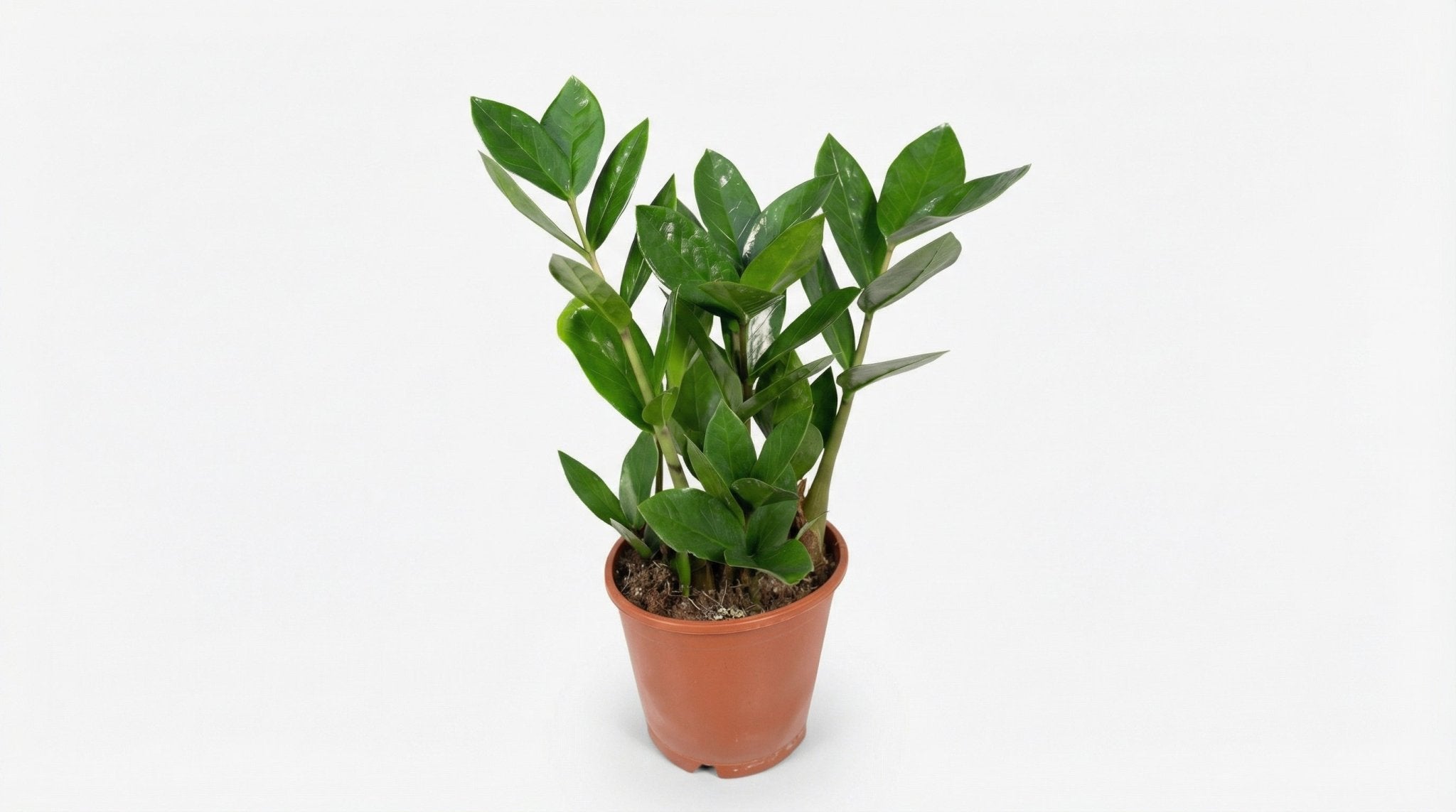 Zamioculas P 12 cm H 35 cm - 5262 - PlantenShop24