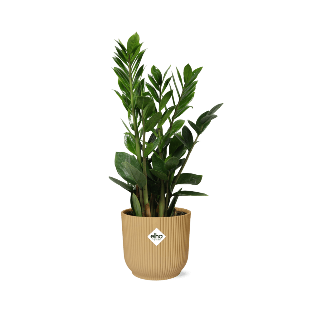 Zamioculcas (met pot) H 45 tot 50 cm - 21700 - PlantenShop24