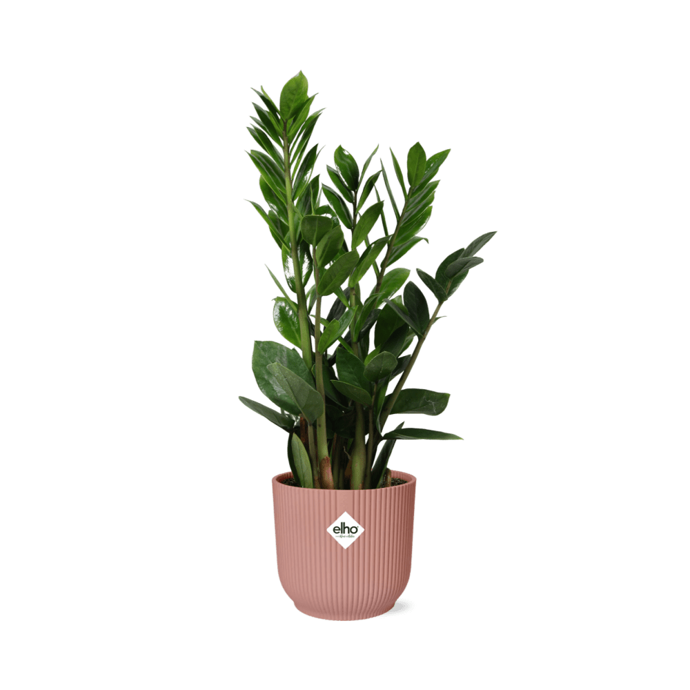 Zamioculcas (met pot) H 45 tot 50 cm - 21736 - PlantenShop24