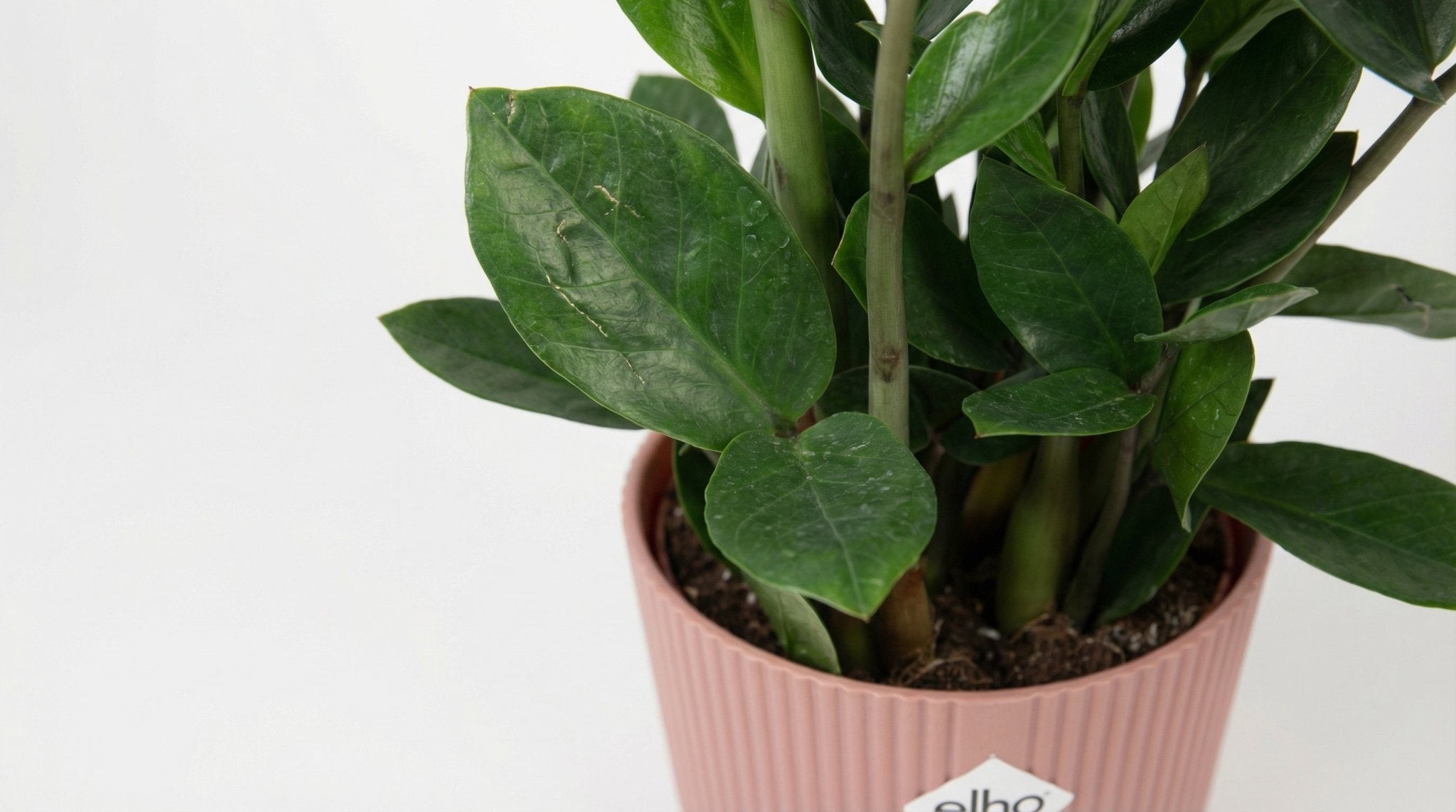 Zamioculcas (met pot) H 45 tot 50 cm - 21736 - PlantenShop24