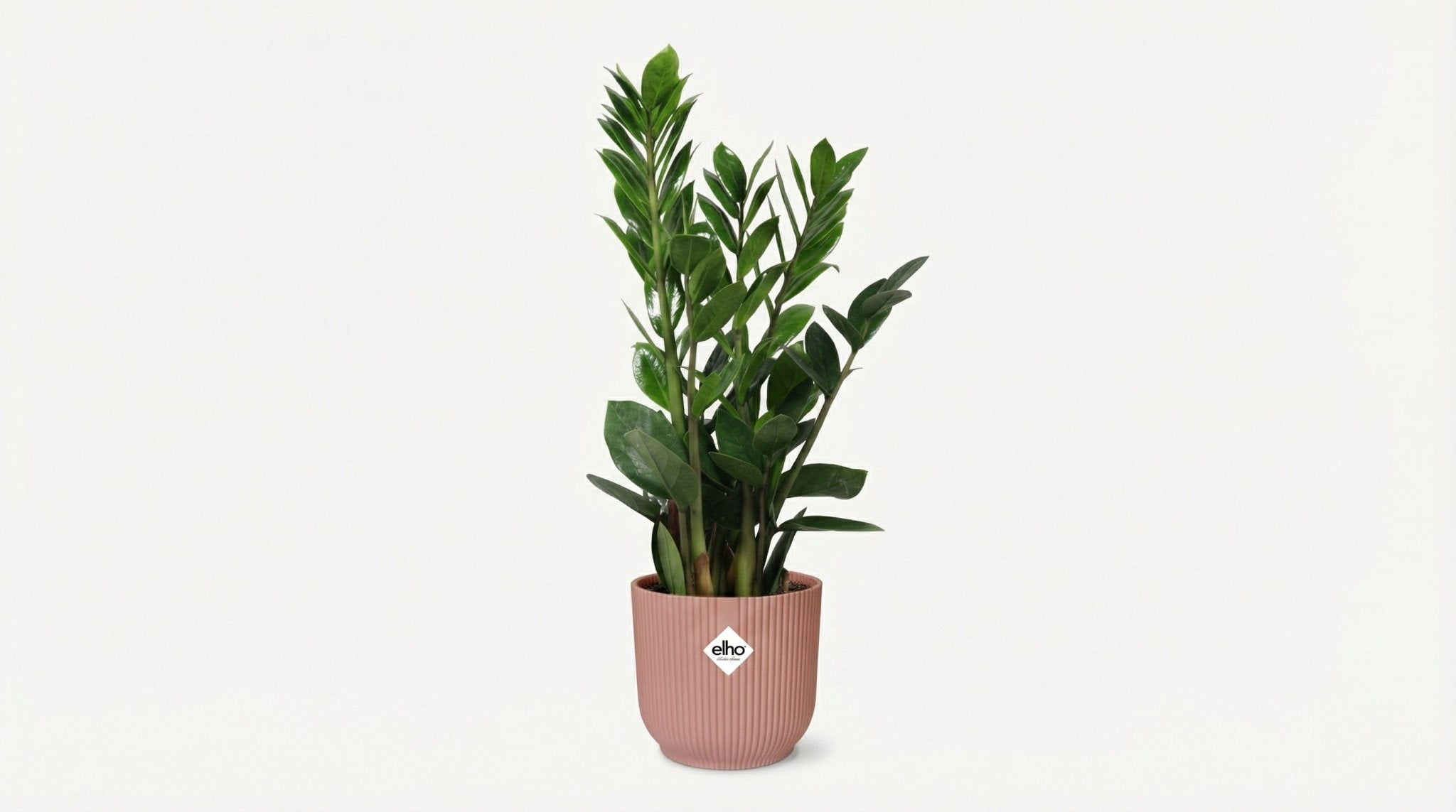 Zamioculcas (met pot) H 45 tot 50 cm - 21736 - PlantenShop24