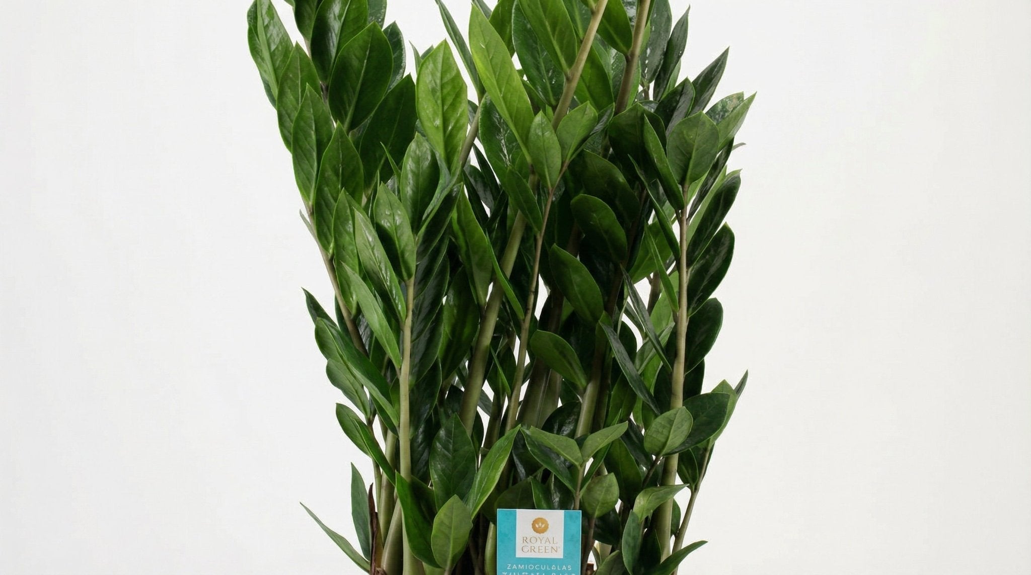 Zamioculcas P 21 H 75 cm - 29036 - PlantenShop24