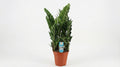 Zamioculcas P 21 H 75 cm - 29036 - PlantenShop24
