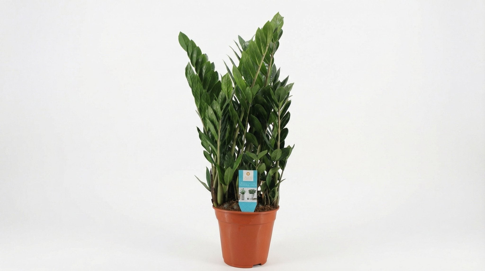 Zamioculcas P 21 H 75 cm - 29036 - PlantenShop24