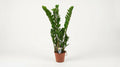Zamioculcas Zamiifolia P 14 H 50 cm - 2899 - PlantenShop24