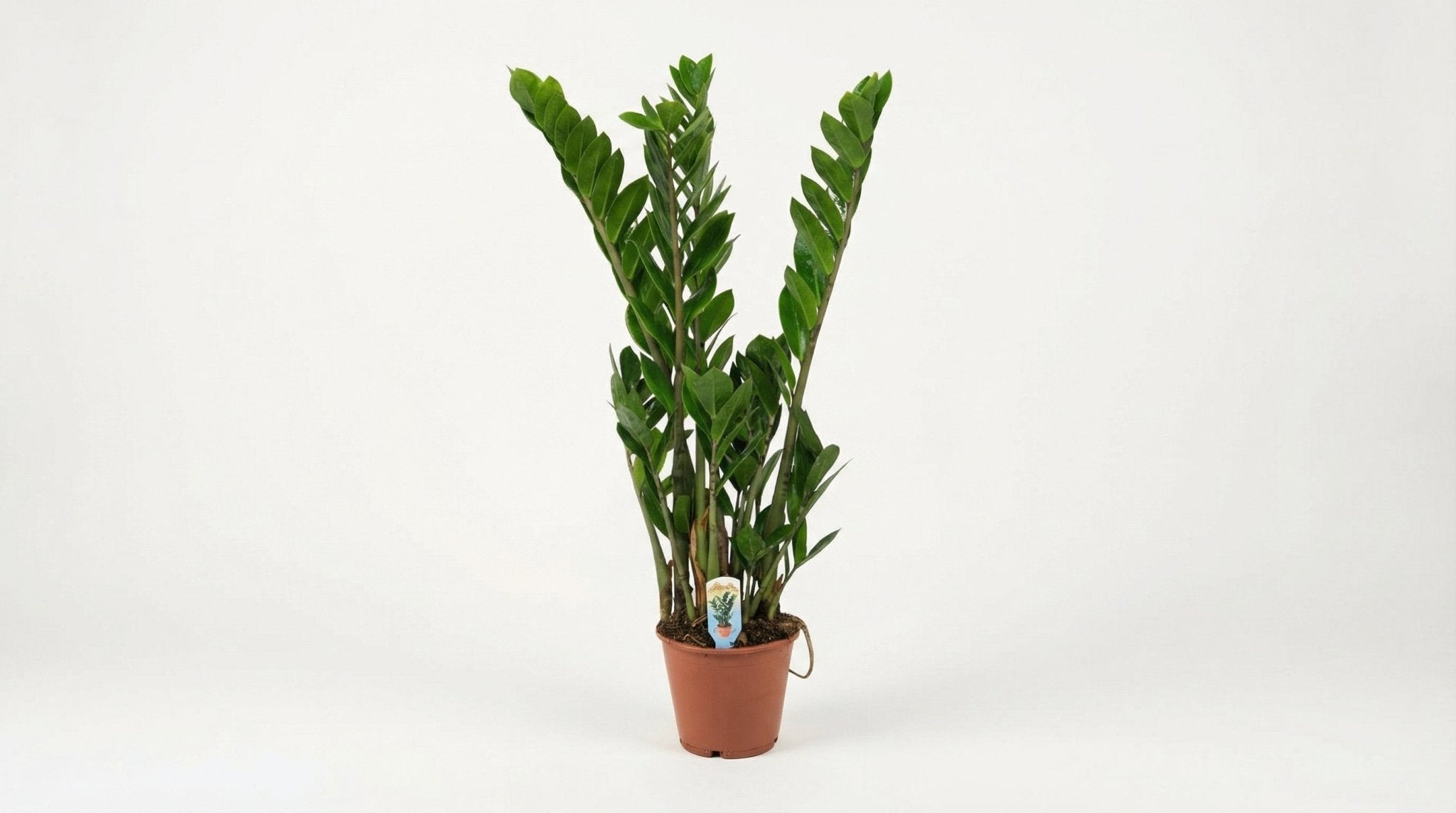 Zamioculcas Zamiifolia P 14 H 50 cm - 2899 - PlantenShop24