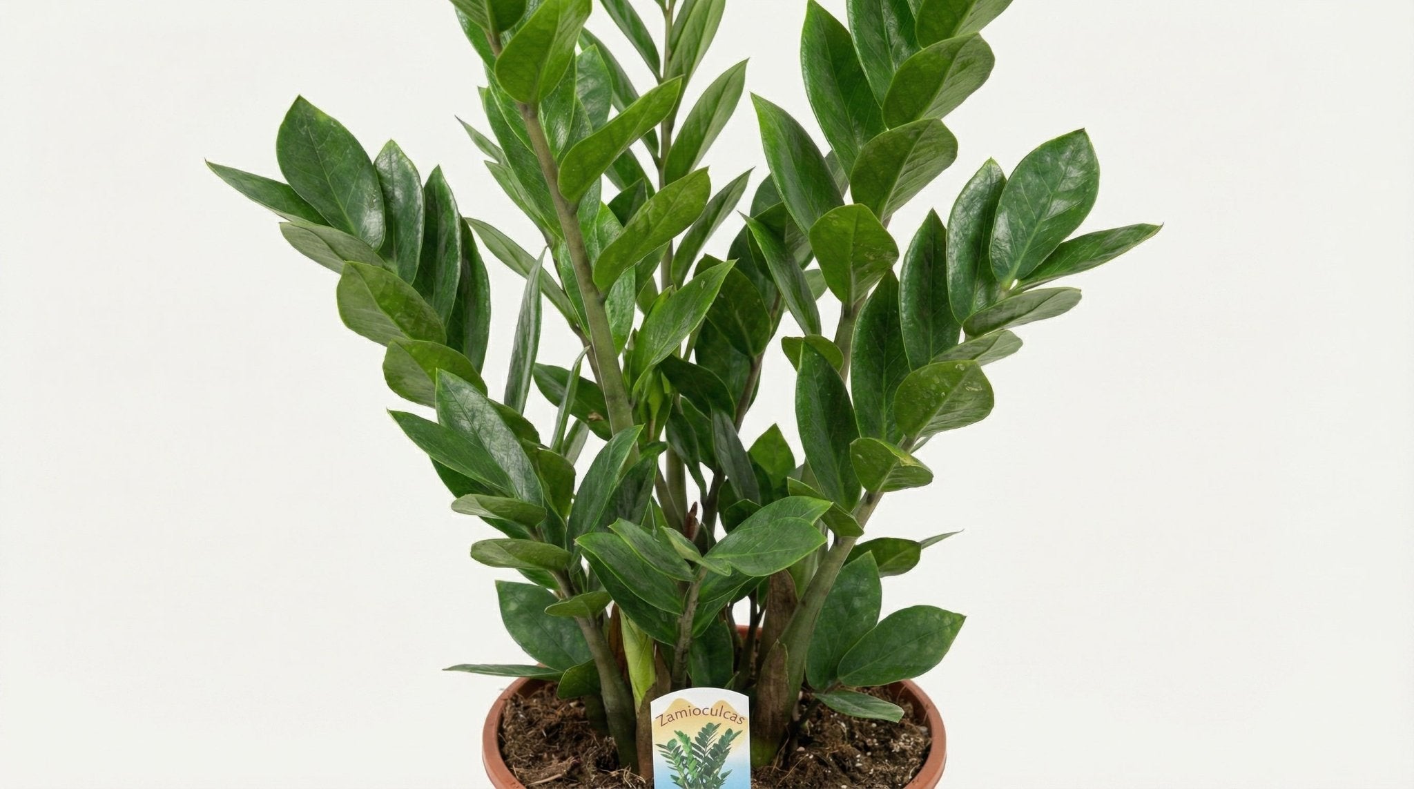 Zamioculcas Zamiifolia P 14 H 50 cm - 2899 - PlantenShop24