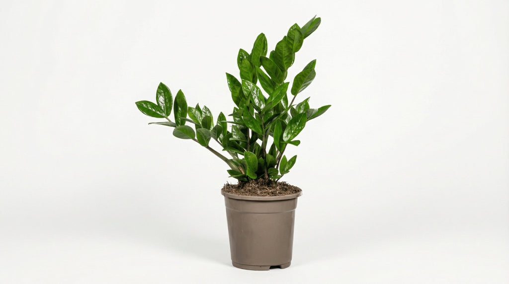 Zamioculcas Zamiifolia P 17 H 40 tot 50 cm - 39811 - PlantenShop24
