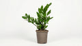 Zamioculcas Zamiifolia P 17 H 40 tot 50 cm - 39811 - PlantenShop24