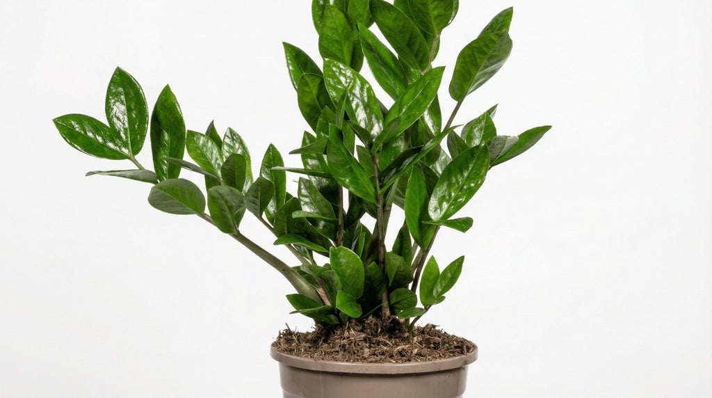 Zamioculcas Zamiifolia P 17 H 40 tot 50 cm - 39811 - PlantenShop24