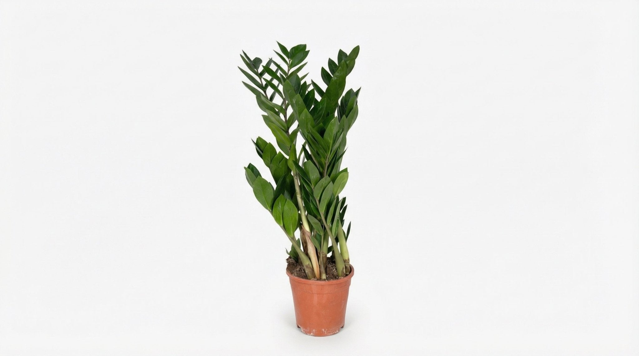Zamioculcas Zamiifolia P 17 H 70 cm - 2902 - PlantenShop24
