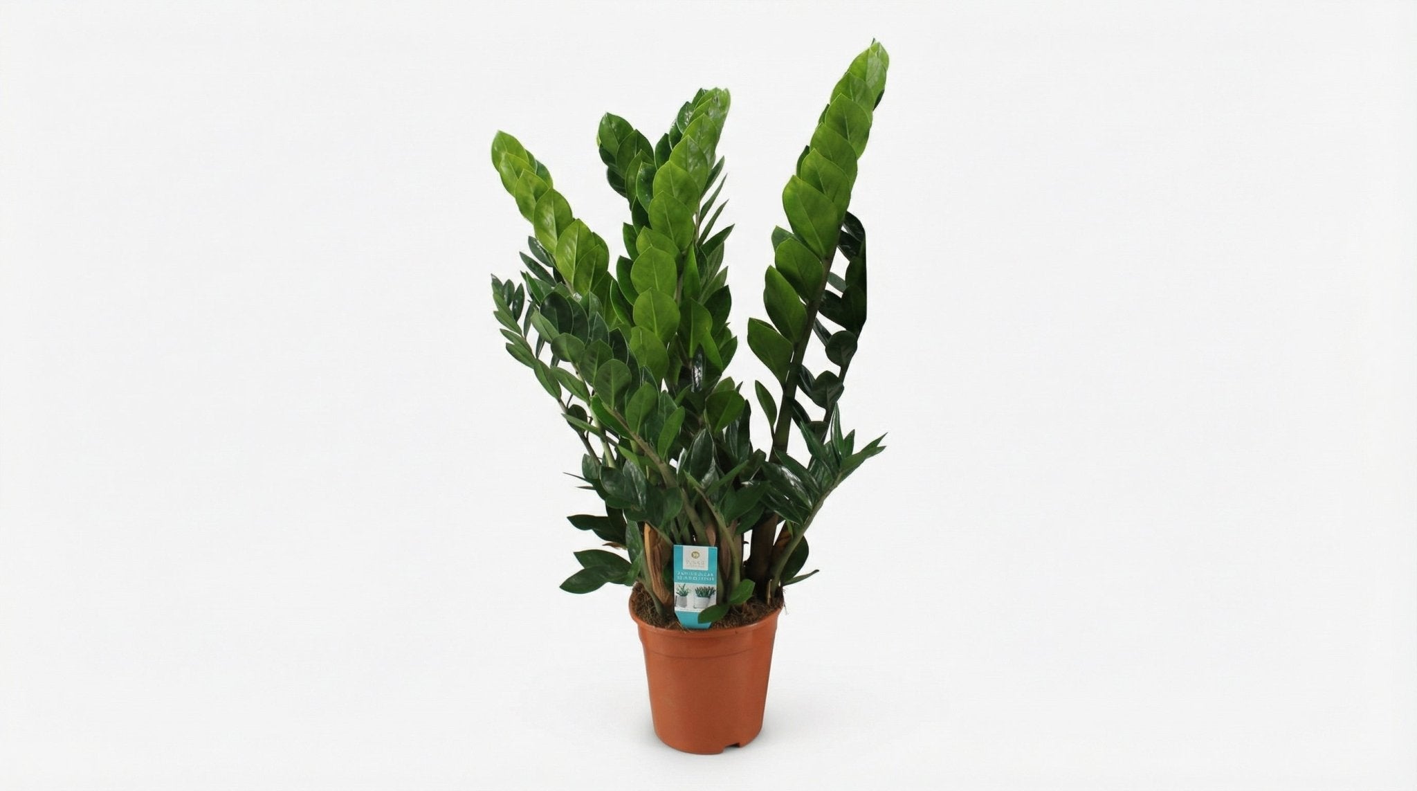 Zamioculcas Zamiifolia P 21 H 80 cm - 2903 - PlantenShop24
