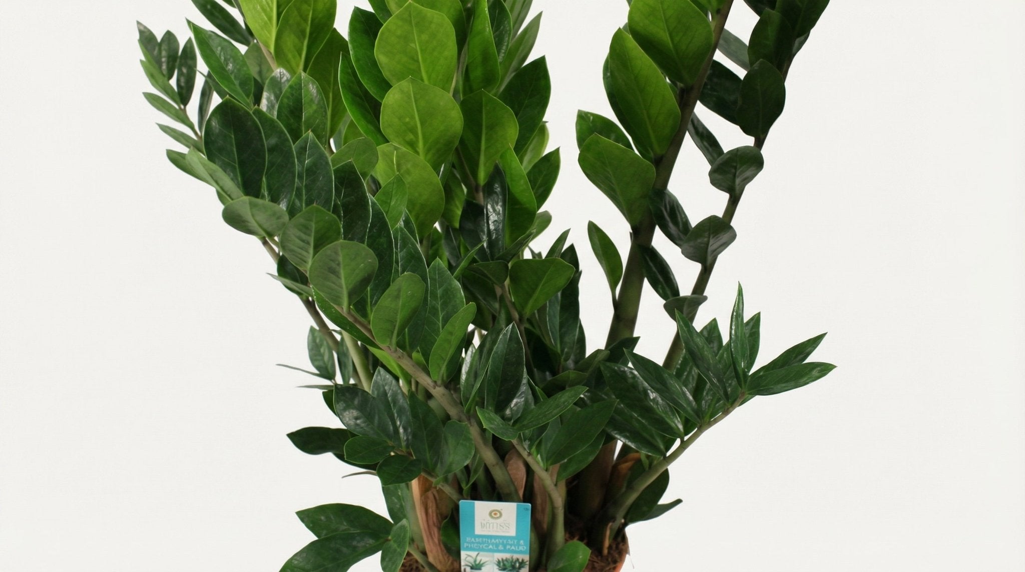 Zamioculcas Zamiifolia P 21 H 80 cm - 2903 - PlantenShop24