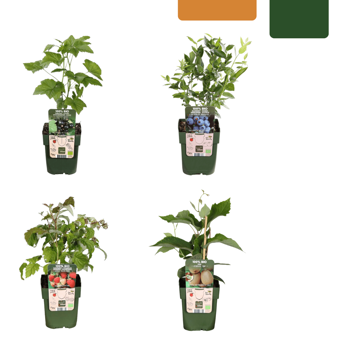 Zomervruchten BIO Fruitplanten mix (4 stuks) potmaat 13 cm hoogte 20 tot 25 cm - 48359 - PlantenShop24
