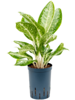 Aglaonema Anouk D 15 H 50 cm - PlantenShop24 - 28-04-2025