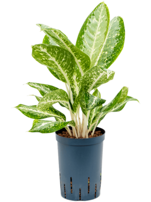 Aglaonema Anouk D 15 H 50 cm - PlantenShop24 - 28-04-2025
