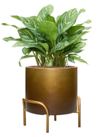 Aglaonema Stripes In Baq Gradient Elevated D 28 H 81 cm - PlantenShop24 - 15-05-2025