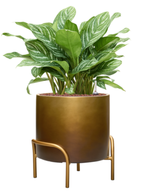 Aglaonema Stripes In Baq Gradient Elevated D 28 H 81 cm - PlantenShop24 - 15-05-2025