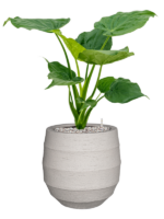 Alocasia Cucullata In Bordo D 19 H 69 cm - PlantenShop24 - 18-04-2025