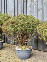 Azalea Japonica Aladdin Scout D 35 H 90 cm - PlantenShop24 - 01-04-2024