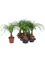 Beaucarnea Recurvata D 12 H 35 cm - PlantenShop24 - 02-01-2025
