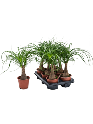 Beaucarnea Recurvata D 12 H 35 cm - PlantenShop24 - 02-01-2025