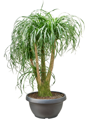 Beaucarnea Recurvata D 55 H 130 cm - PlantenShop24 - 10-07-2025