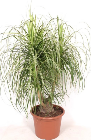 Beaucarnea Recurvata Variagata D 40 H 140 cm - PlantenShop24 - 13-11-2024