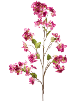 Bougainvillea D 40 H 130 cm - PlantenShop24 - 31-01-2025