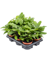 Calathea Freddie D 12 H 30 cm - PlantenShop24 - 15-01-2025