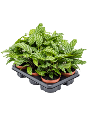 Calathea Freddie D 12 H 30 cm - PlantenShop24 - 15-01-2025