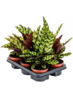 Calathea Insignis D 12 H 30 cm - PlantenShop24 - 17-03-2025