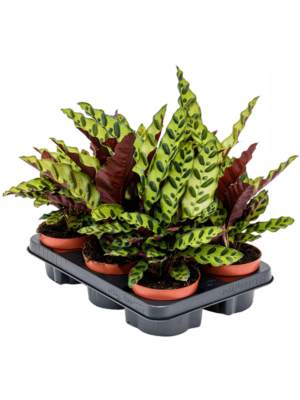 Calathea Insignis D 12 H 30 cm - PlantenShop24 - 17-03-2025
