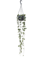 Ceropegia Woodii D 14 H 40 cm - PlantenShop24 - 29-12-2023