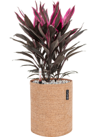Cordyline Fruticosa Tango In Lechuza Trendcover Cork D 19 H 52 cm - PlantenShop24 - 17-03-2025