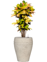 Croton Codiaeum Variegatum Mrs. Iceton In Mediterranean D 27 H 122 cm - PlantenShop24 - 23-10-2024