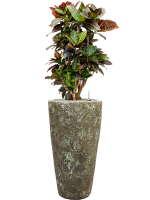 Croton Codiaeum Variegatum Petra In Baq Lava D 27 H 128 cm - PlantenShop24 - 23-10-2024